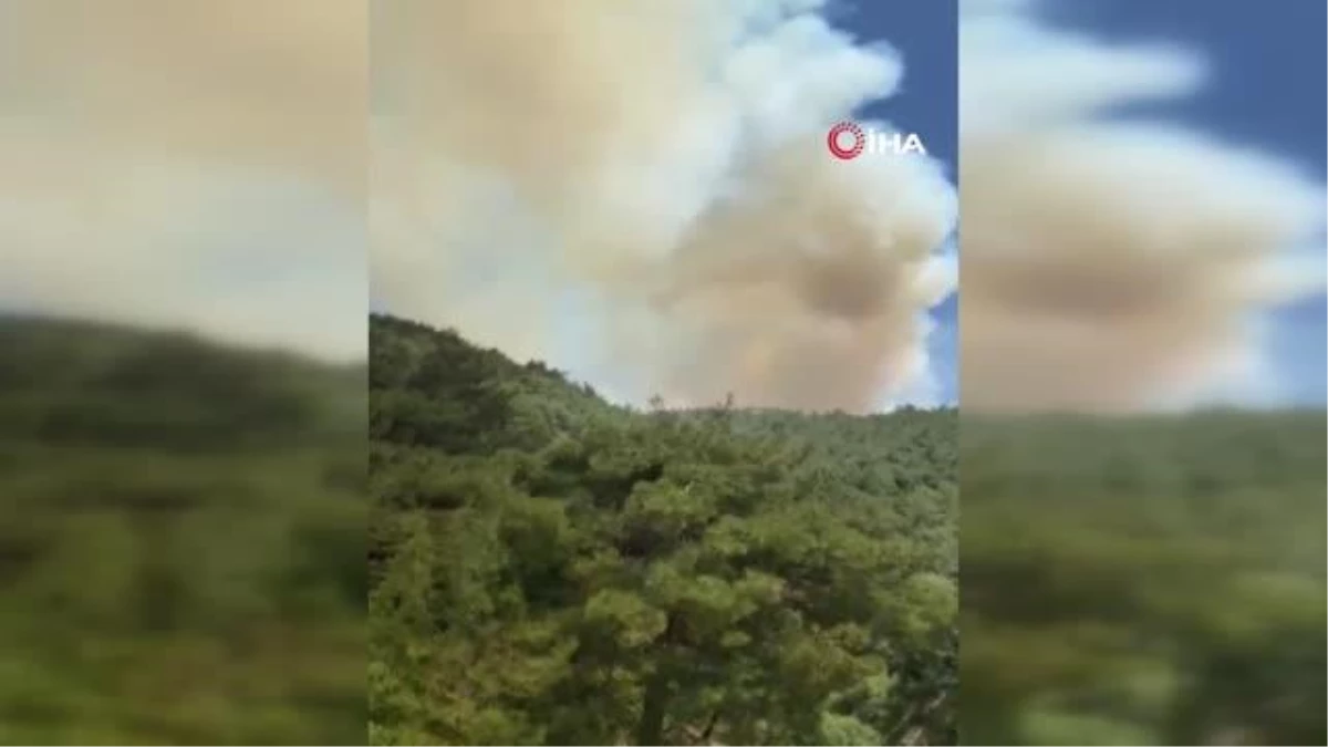 Orman yangınından kaçamayan kaplumbağa zabıta personelinin yüreğini dağladı