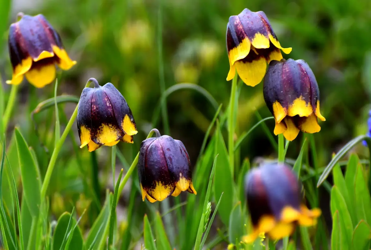 "Sarı dudak" ters laleleri Sarıkamış\'ın doğasını süsledi