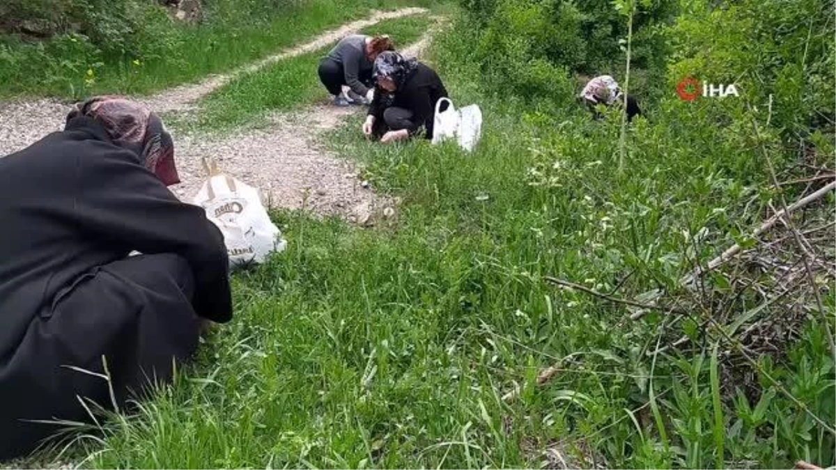 Sezon başladı, ailecek tek tek elleriyle topluyorlar