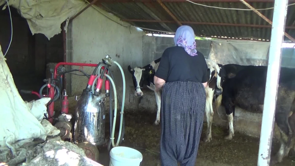 Sütün Litre Fiyatı 7 Buçuk Lira Oldu Ama… Kadirlili Çiftçiler Sütlerinin 5,5 Liradan Alınmasına Tepki Gösteriyor