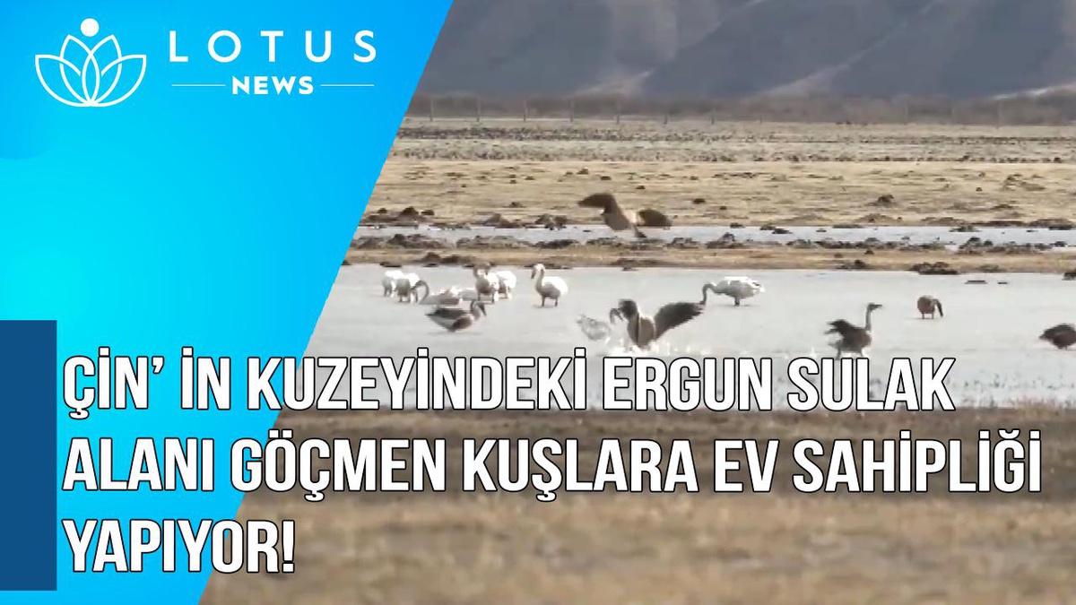 Video: Çin\'in Kuzeyindeki Ergun Sulak Alanı 10 Milyondan Fazla Göçmen Kuşa Ev Sahipliği Yapıyor