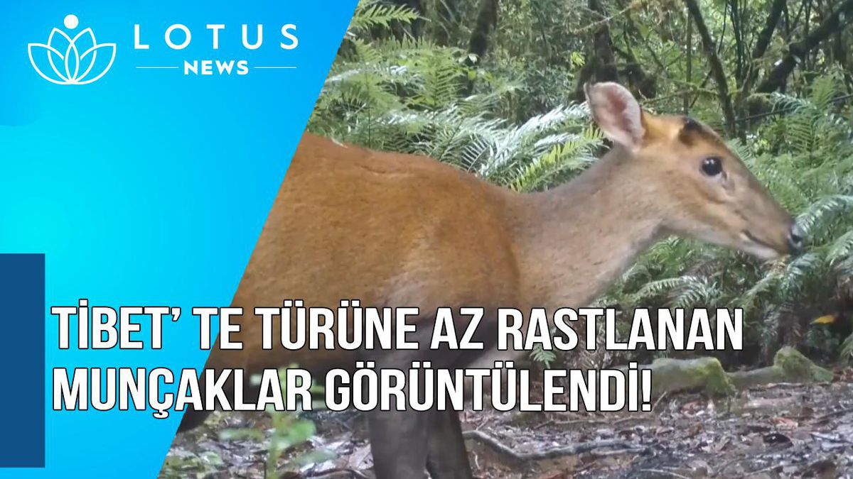 Video: Tibet\'te Türüne Az Rastlanan Munçaklar Görüntülendi