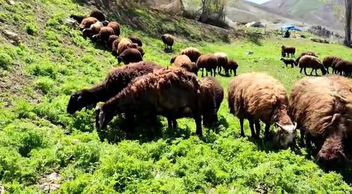 Besicilerde \'bahar\' mutluluğu