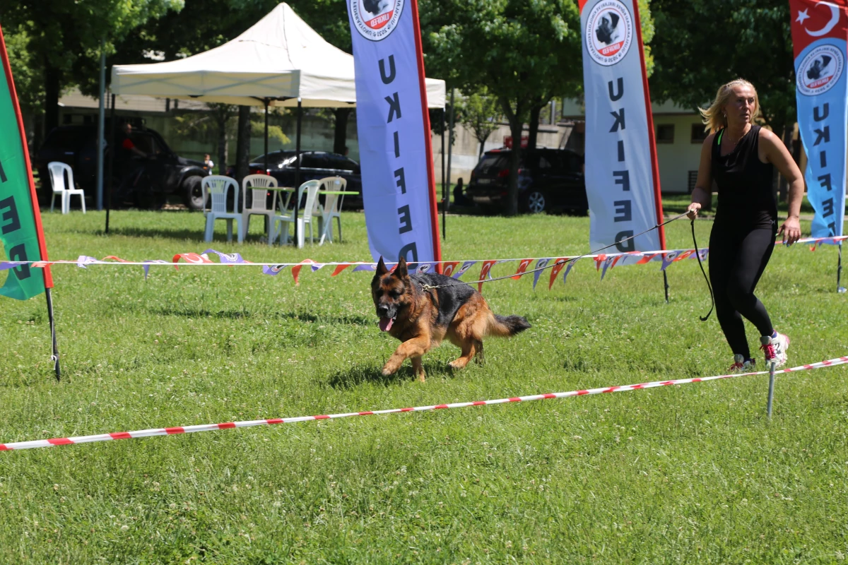 "Uluslararası Köpek Irkları Marmara Cup Yarışması" yapıldı