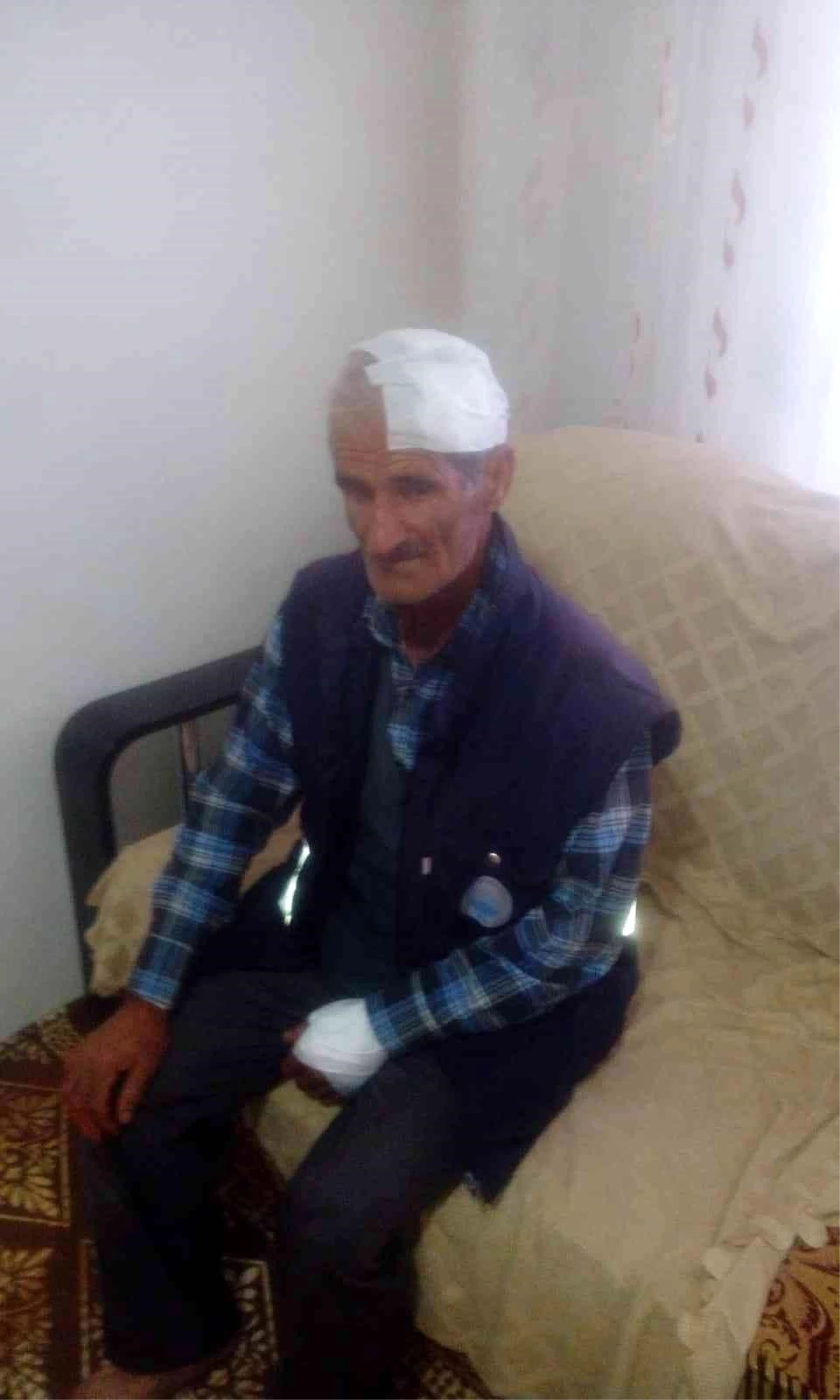 Diyarbakır\'da sokak köpekleri yaşlı adama saldırdı