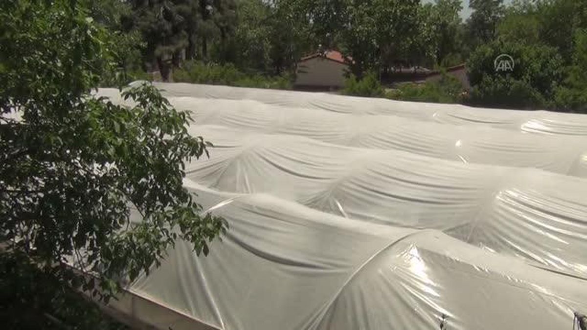 GAZİANTEP - Genç çiftçi kurduğu serada topraksız çilek yetiştiriyor