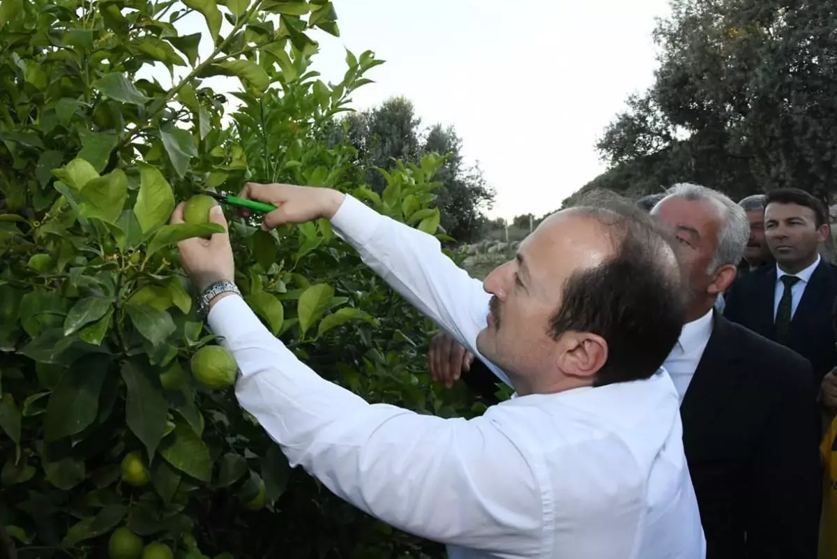 Mersin Valisi Ali Hamza Pehlivan limon topladı, bal hasadı yaptı