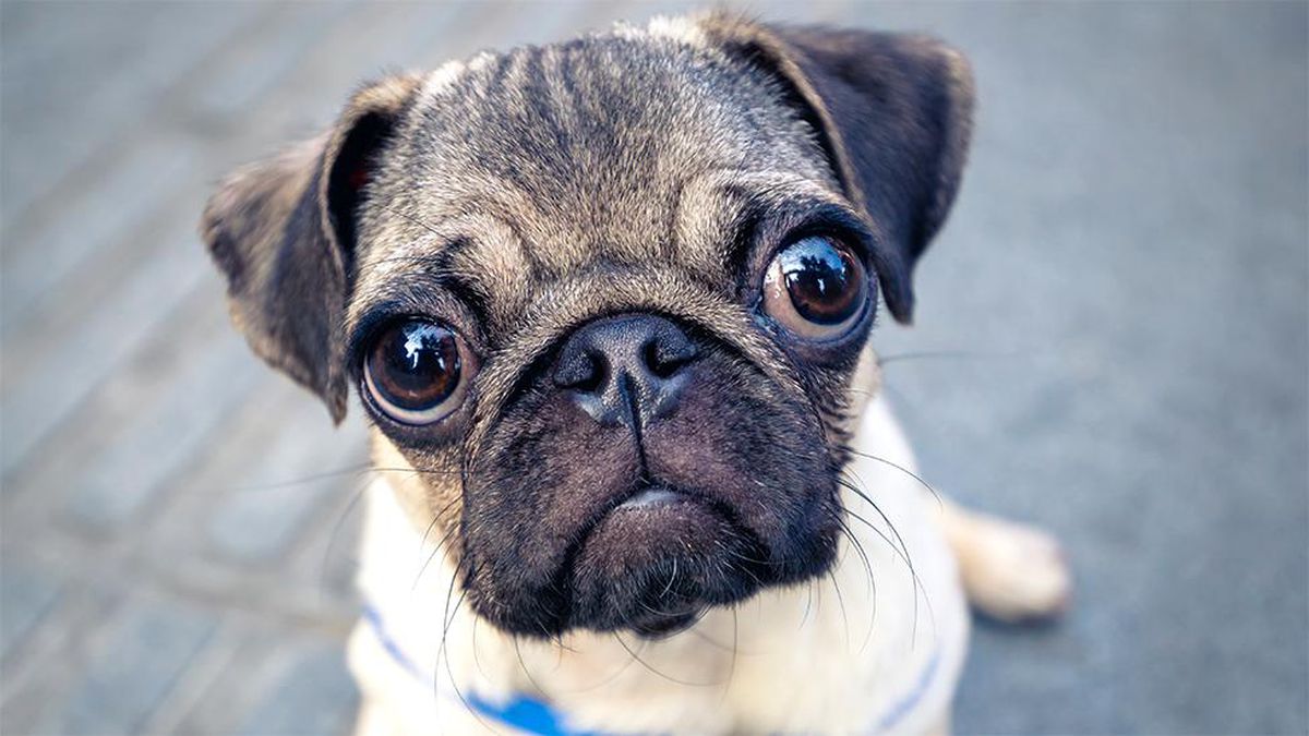 Pug cinsi köpeklerin ciddi sağlık sorunu yaşama olasılığı 'neredeyse iki kat fazla'