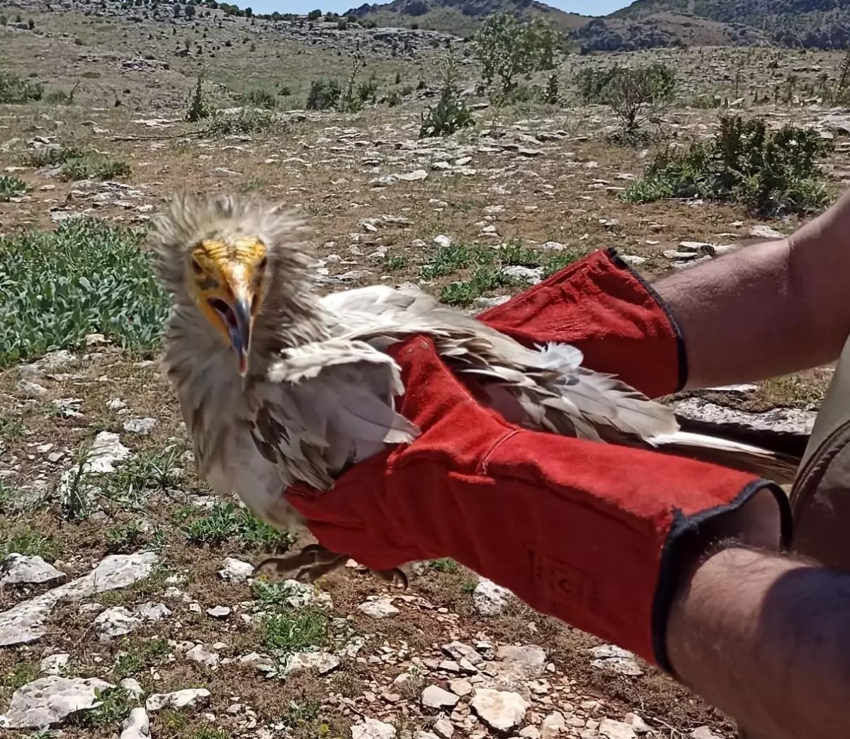 Tedavisi yapılan akbaba doğaya bırakıldı