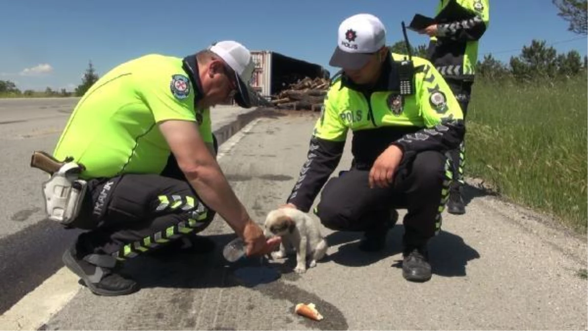 TIR DEVRİLDİ, YARALI SÜRÜCÜ YAVRU KÖPEĞİNİ POLİSLERE EMANET ETTİ