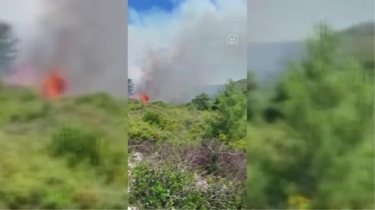 Urla ve Dikili ilçelerinde ormanlık alanlarda yangın çıktı (2)