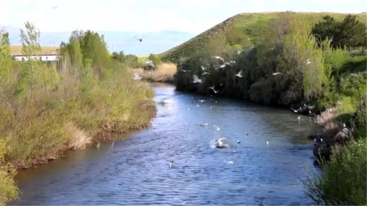 Van\'da akarsu debilerinin yükselmesi inci kefalinin göçünü kolaylaştırdı