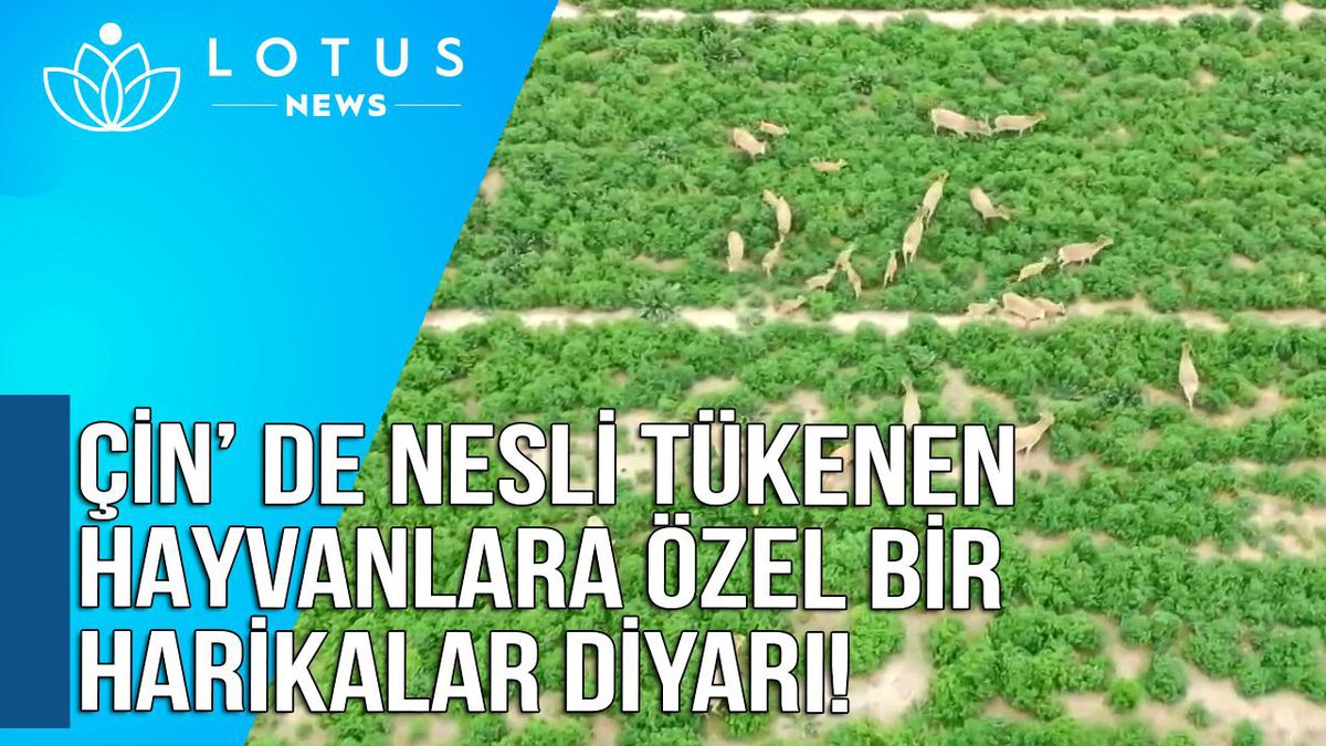Video: Çin\'de Nesli Tehlikedeki Hayvanlara Özel Bir Harikalar Diyarı
