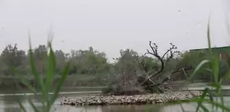 YENİ DELHİ - Hindistan'da Uluslararası Biyolojik Çeşitlilik Günü