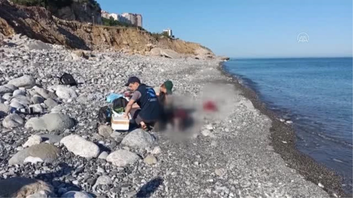 ZONGULDAK - Karadeniz\'de görülen yunus ölümleri araştırılıyor