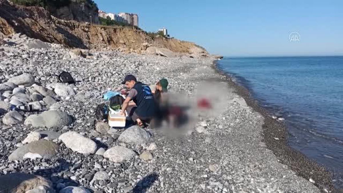 ZONGULDAK - Karadeniz'de görülen yunus ölümleri araştırılıyor