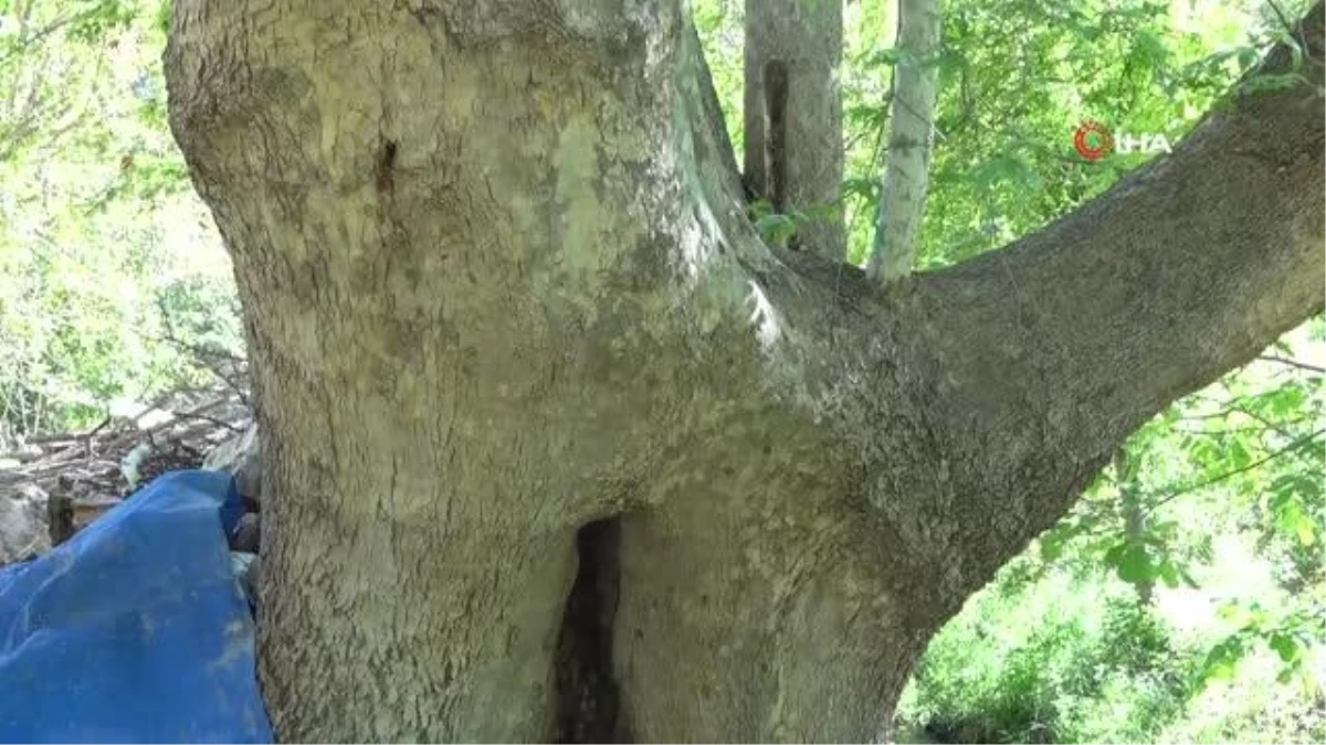 250 yıllık çınar ağacı için koruma talebi