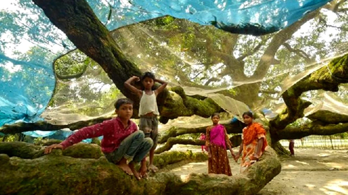 Bangladeş\'teki Asırlık Mango Ağacı Hala Meyve Veriyor