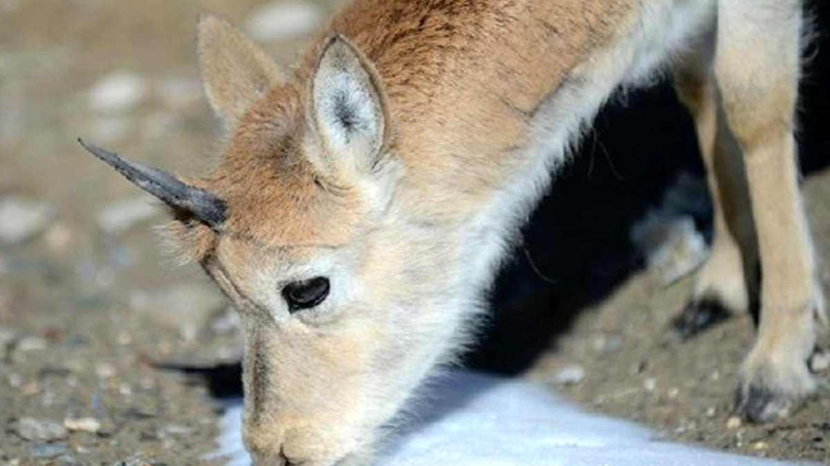 Çin, Qinghai-Tibet Platosu\'nda Yeni Ulusal Parklar Kuracak