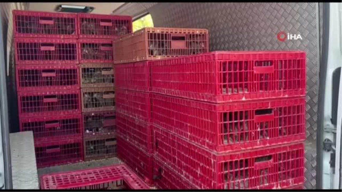 Eflani çiftçisine 2 bin 500 adet hindi ve yumurtalık tavuk civcivi dağıtıldı