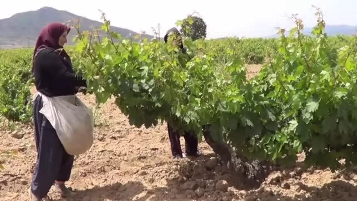 GAZİANTEP - Asma yaprağı hasadı başladı