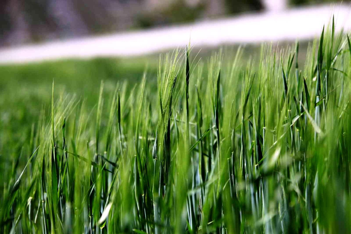 Hububatta hedef, yerli tohumla üretimin artırılması