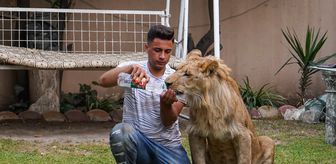 Iraklı genç bir yıldır evinde yavru aslan besliyor