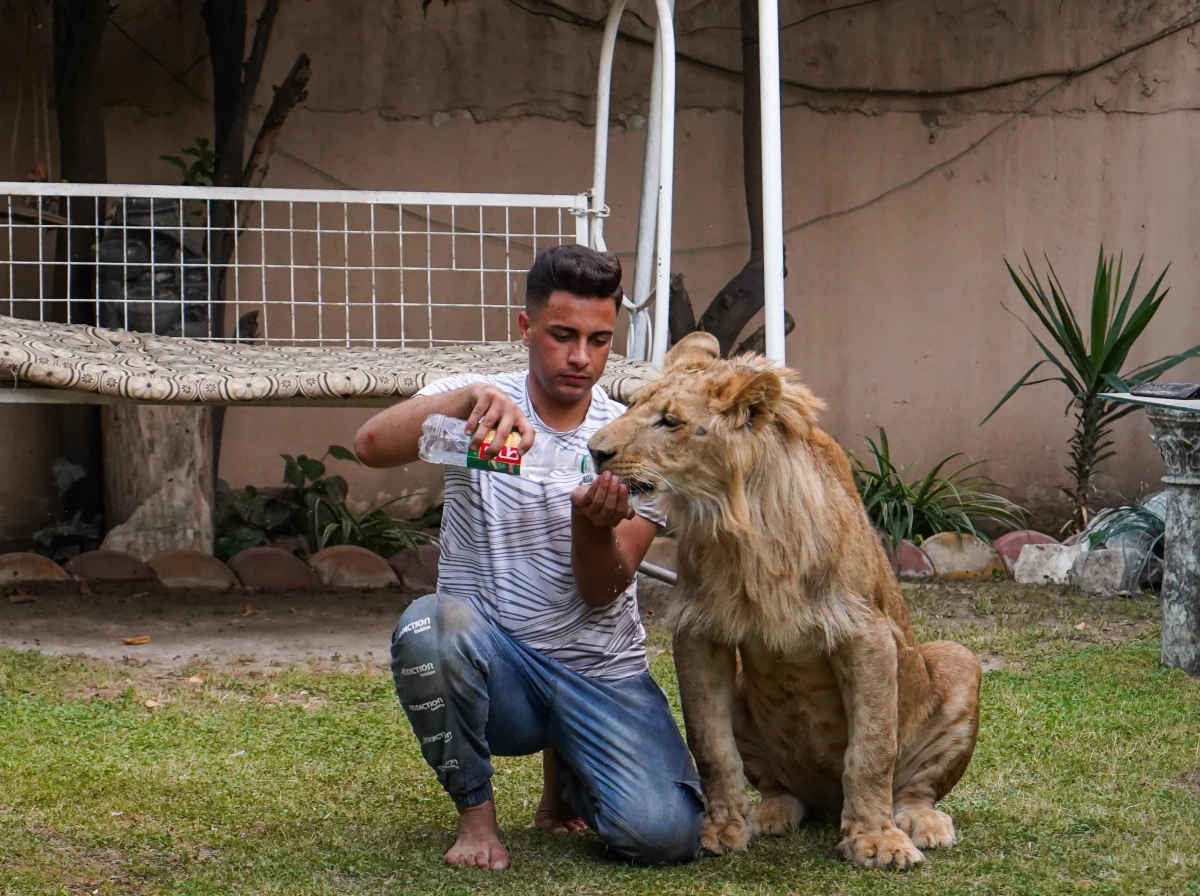 Iraklı genç bir yıldır evinde yavru aslan besliyor