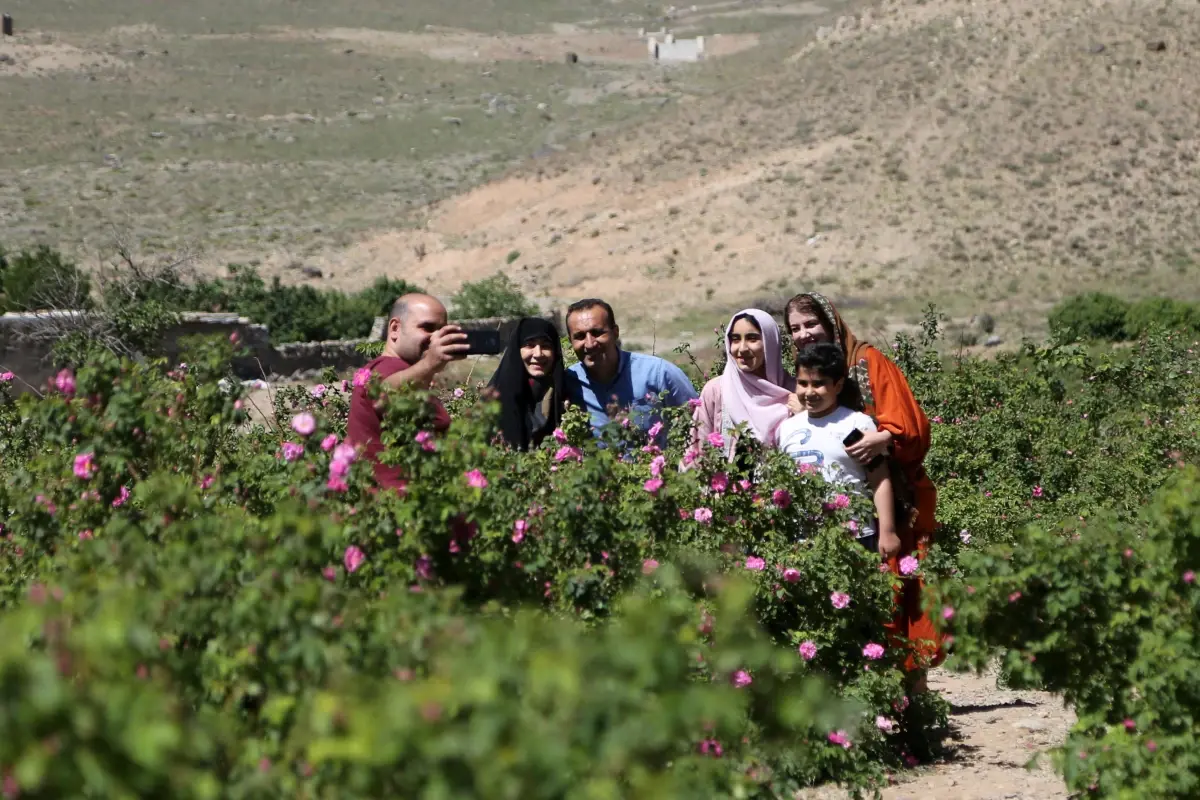 İran\'da gül hasadının başladığı bölgeler binlerce turist çekiyor