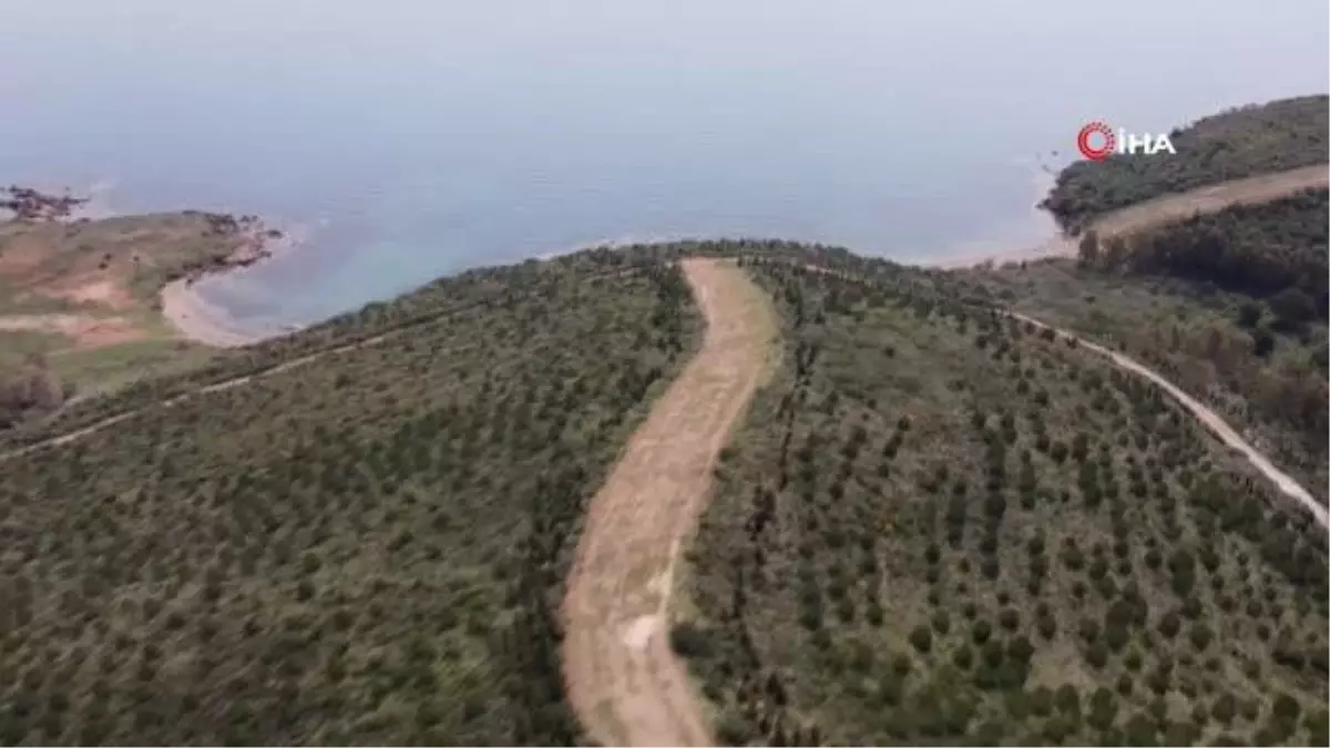 İzmir'in yanan ormanları böyle yeşillendi