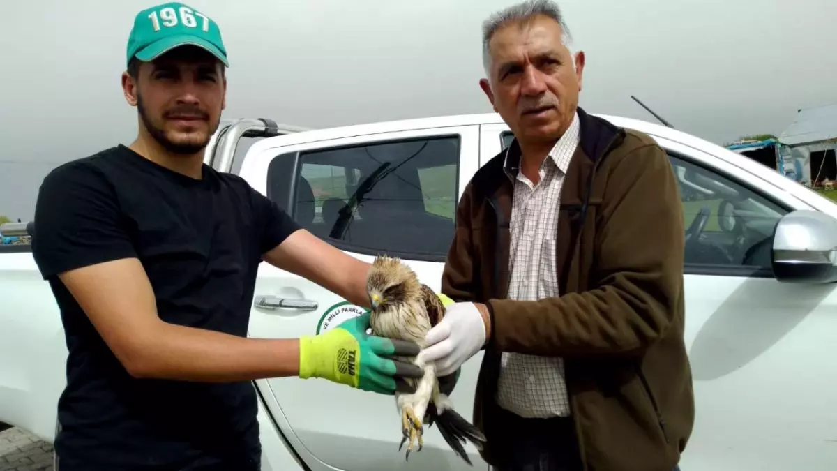 Kars\'ta yaralı bulunan kızıl şahin tedavi altına alındı