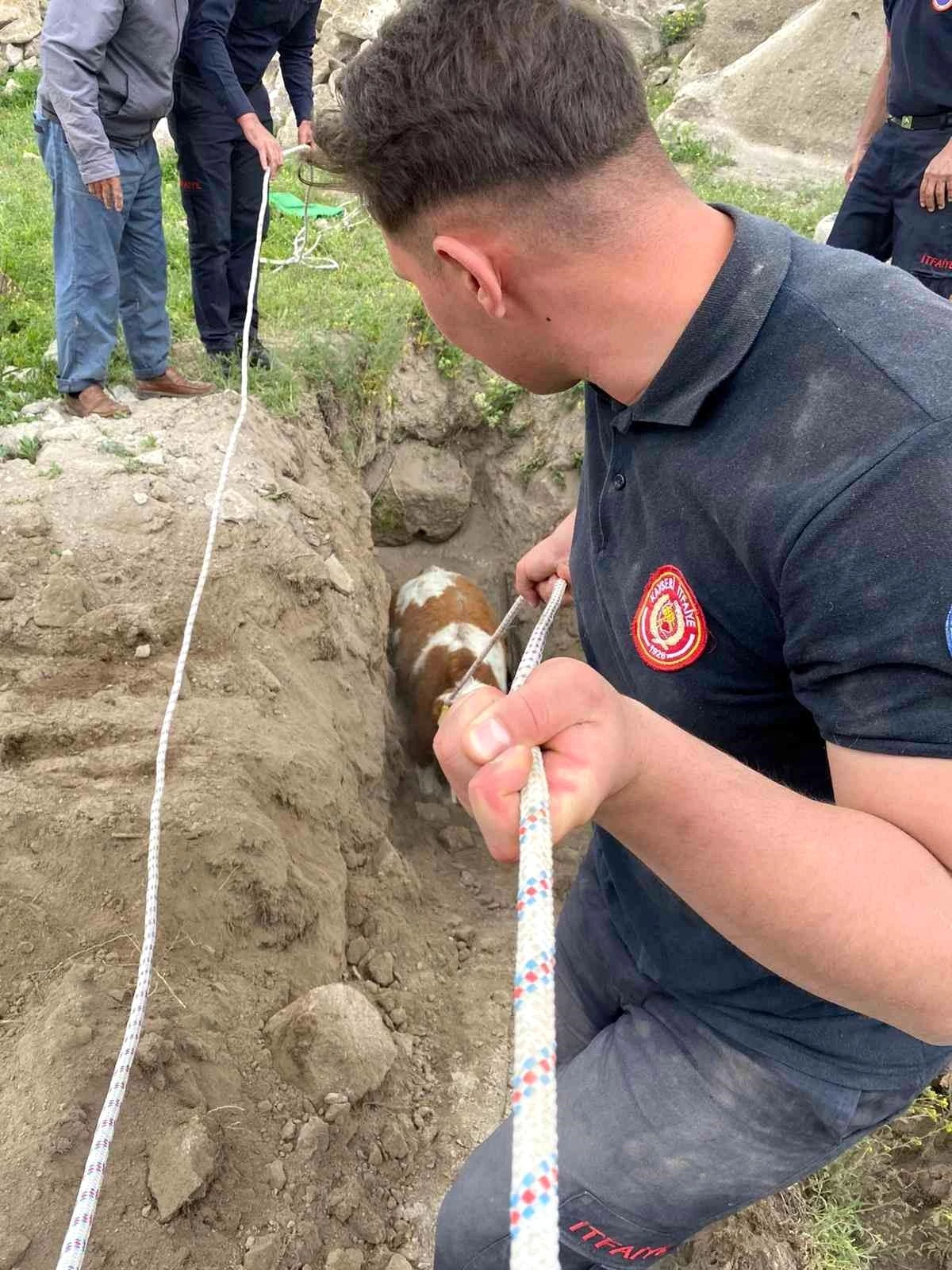 Kayıp inek kuyuda bulundu