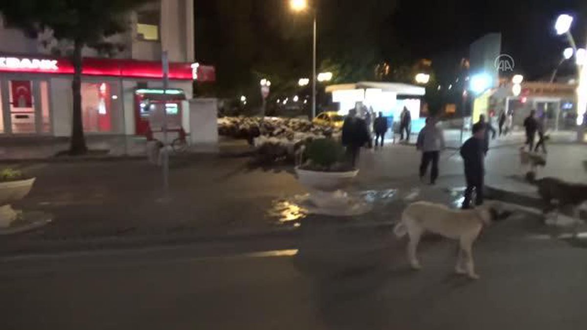 Koyun sürüsünün geçtiği caddede trafik durdu