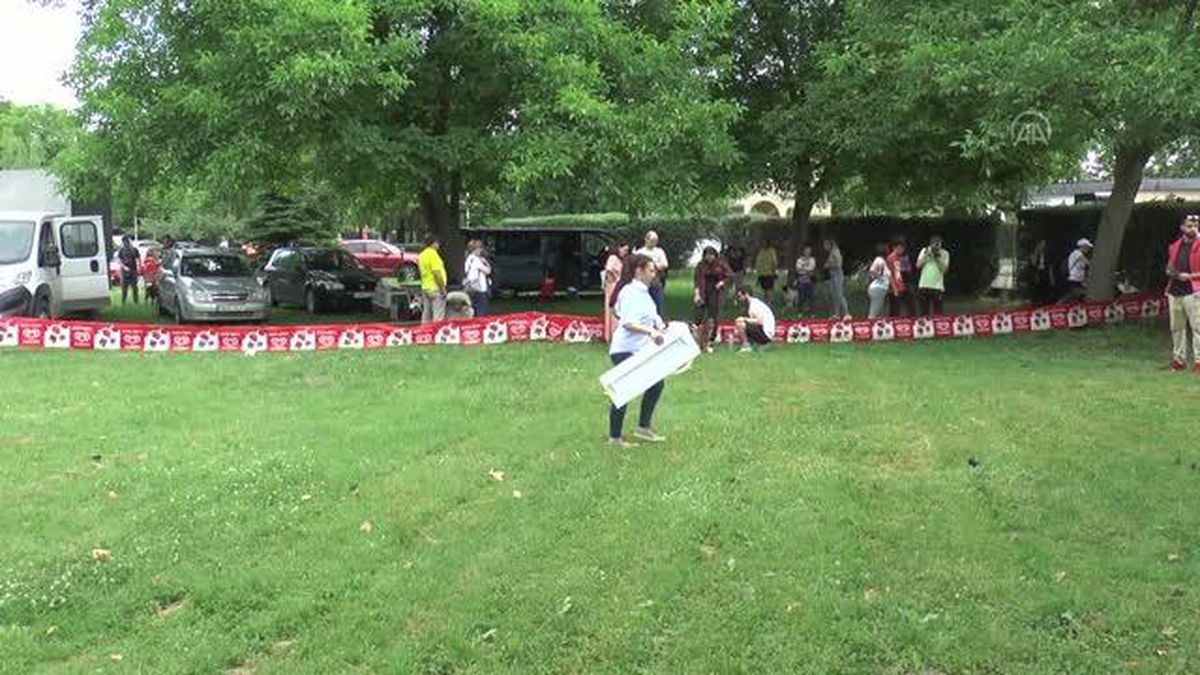 Kuzey Makedonya'da safkan olmayan köpekler sergilendi