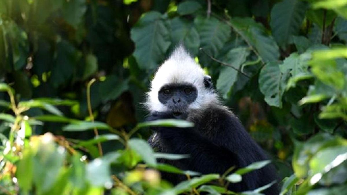 Nesli Tükenmekte Olan Ak Başlı Langur Nüfusu 1.300\'e Yükseldi