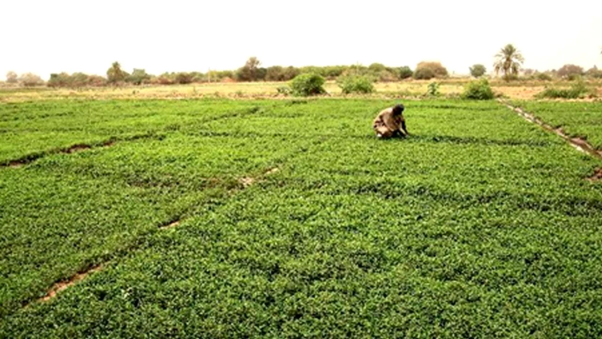Sudan\'da Gıda Krizi Uyarısı