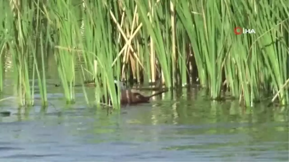Van\'da nesli tehlike altında olan kuş sayımı başladı