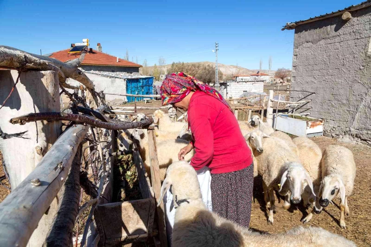 Kayseri Büyükşehir Belediyesi 3 bin 200 küçükbaş hayvan dağıtacak