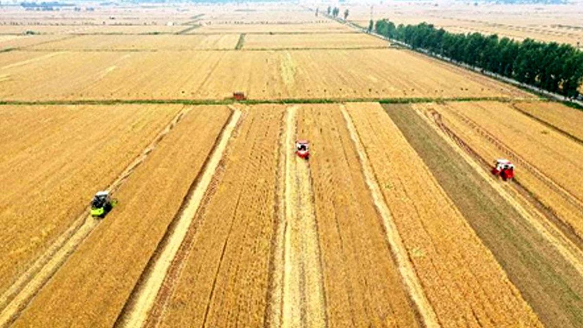 Çin\'in Henan Eyaletinde Buğday Hasadı Başladı