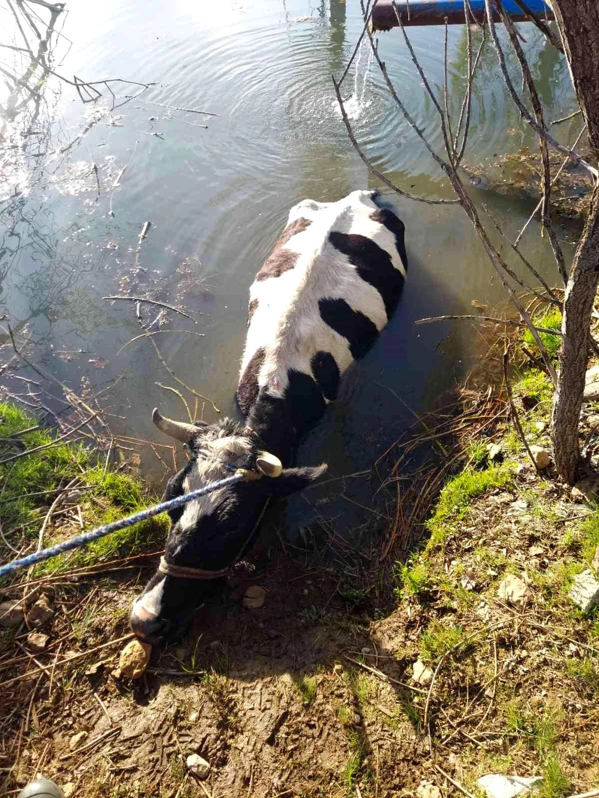 Havuza düşen ineği itfaiye kurtardı