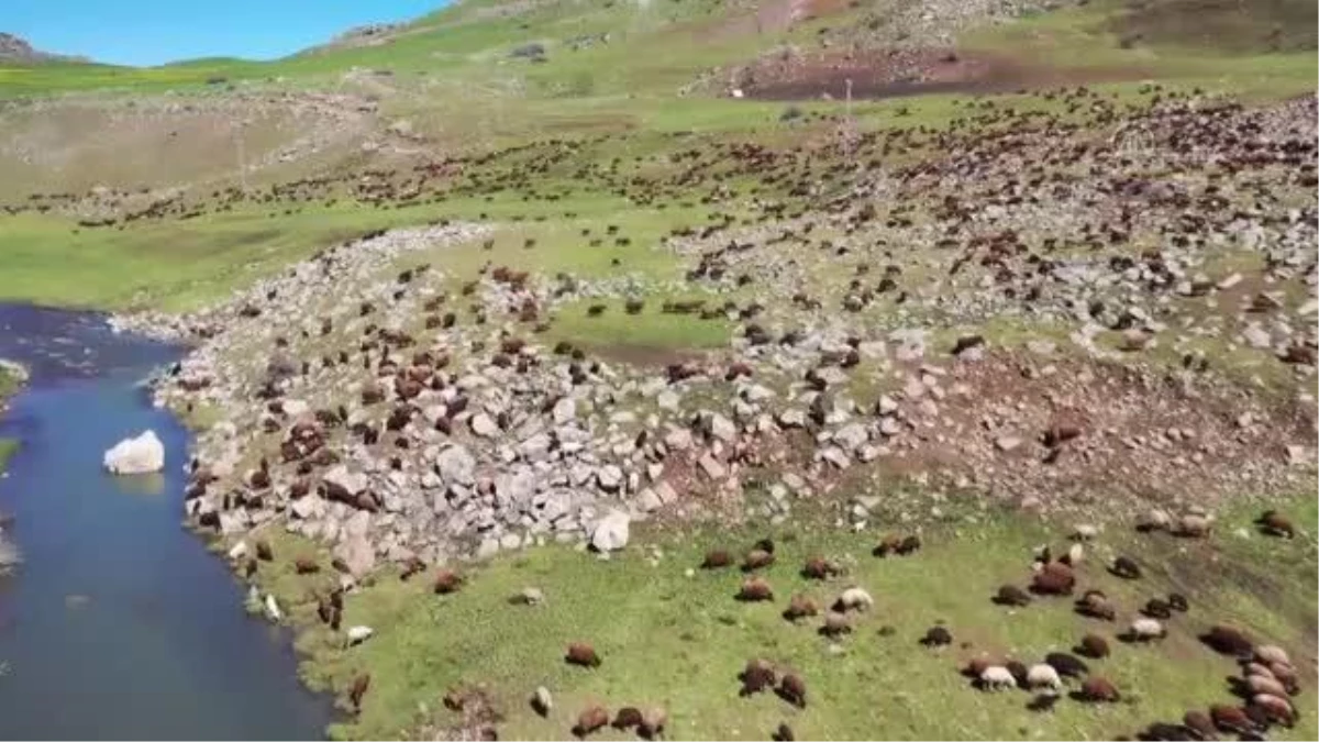 Iğdır\'dan Ağrı yaylalarına göçerlerin yolculuğu başladı