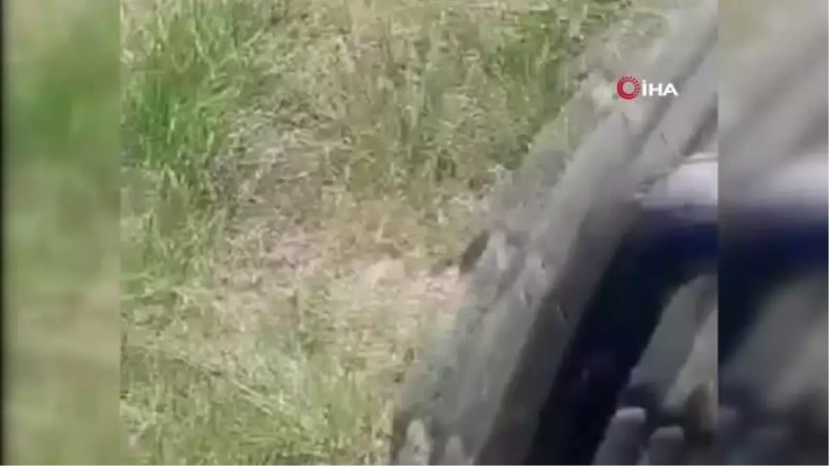 Kırmızı listede yer alan 'alaca sansar' görüntülendi