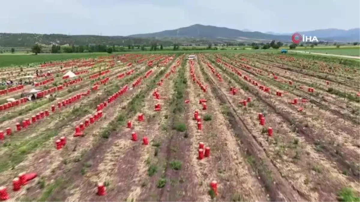 Osmaniye'de dekar başına yaklaşık 6 ton verim elde edilen soğan, tarlada 3,5 liradan satılıyor