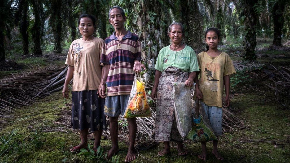 Palm yağı üreticileri, arazilerini kullandıkları kabilelerin milyonlarca dolarlık gelirlerini nasıl alıkoyuyor?