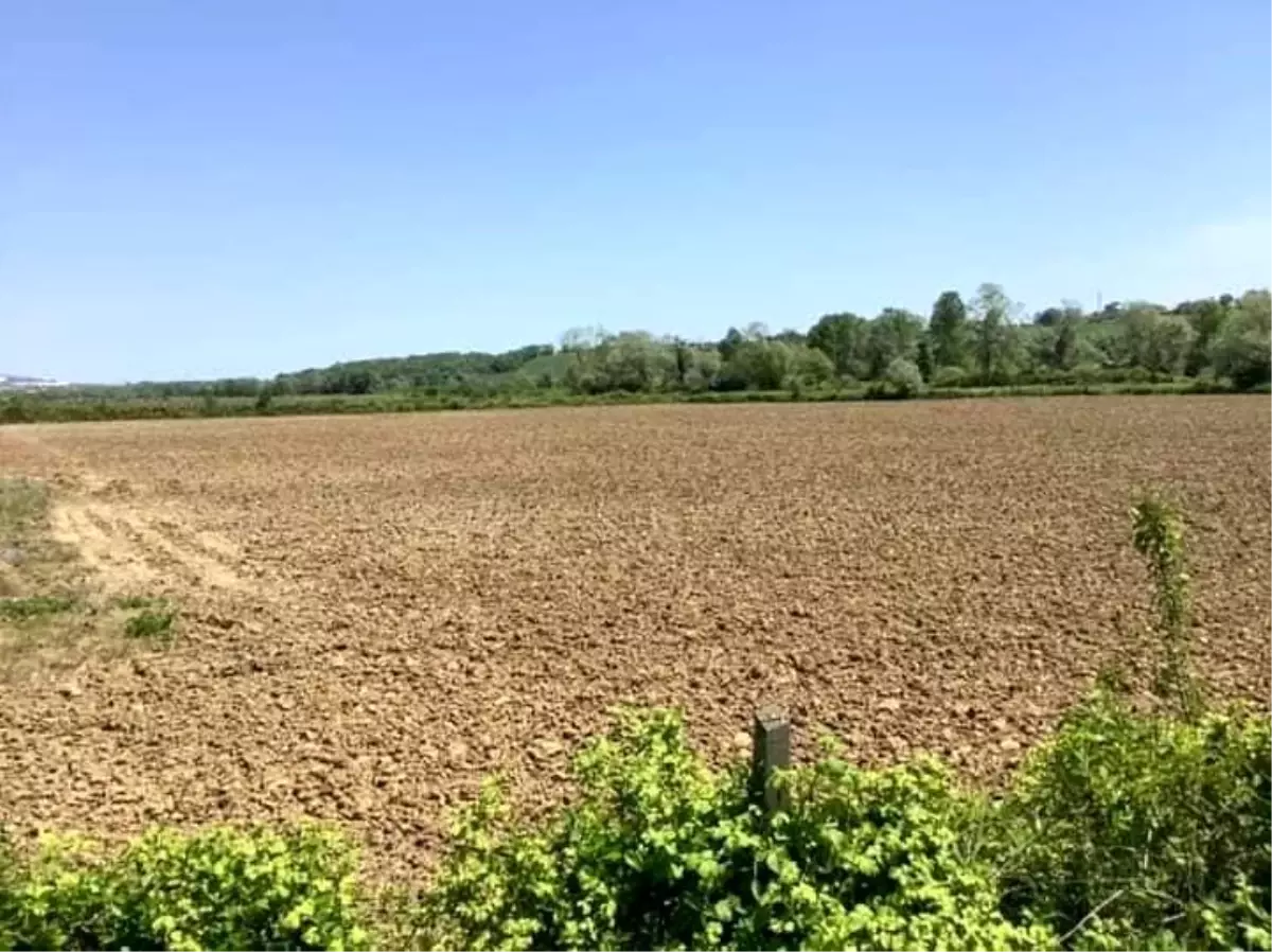 Sinop\'ta izinli kenevir ekimi