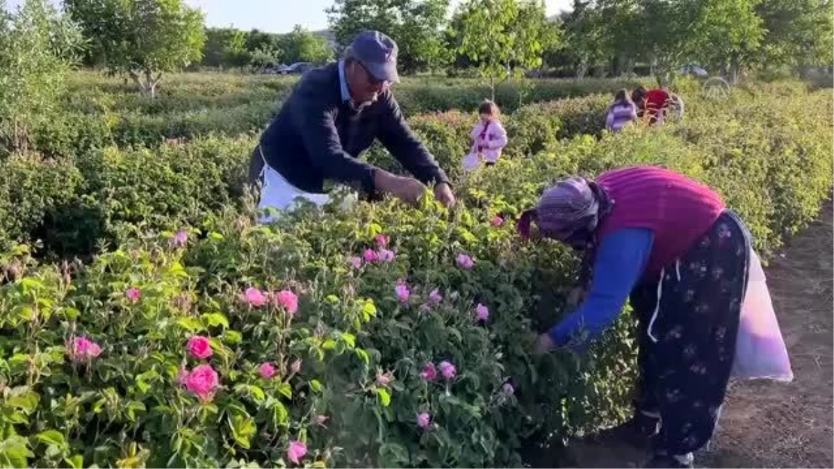 38 bin dönüm alana ekilen güllerin hasadı başladı