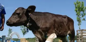 DOĞUMDA OLUŞAN KIRIKLAR NEDENİYLE BACAĞI KESİLEN BUZAĞI, EMEKLİ HAYVANLAR ÇİFTLİĞİ'NDE