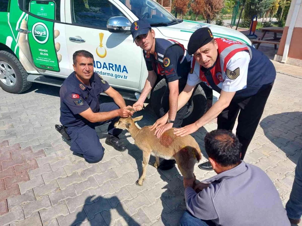 Karaman\'da yaralı halde bulunan dağ keçisi tedavi altına alındı