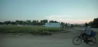 Katar'da çölün ortasında kurulan çiftlik turistler için cazibe merkezine dönüştü