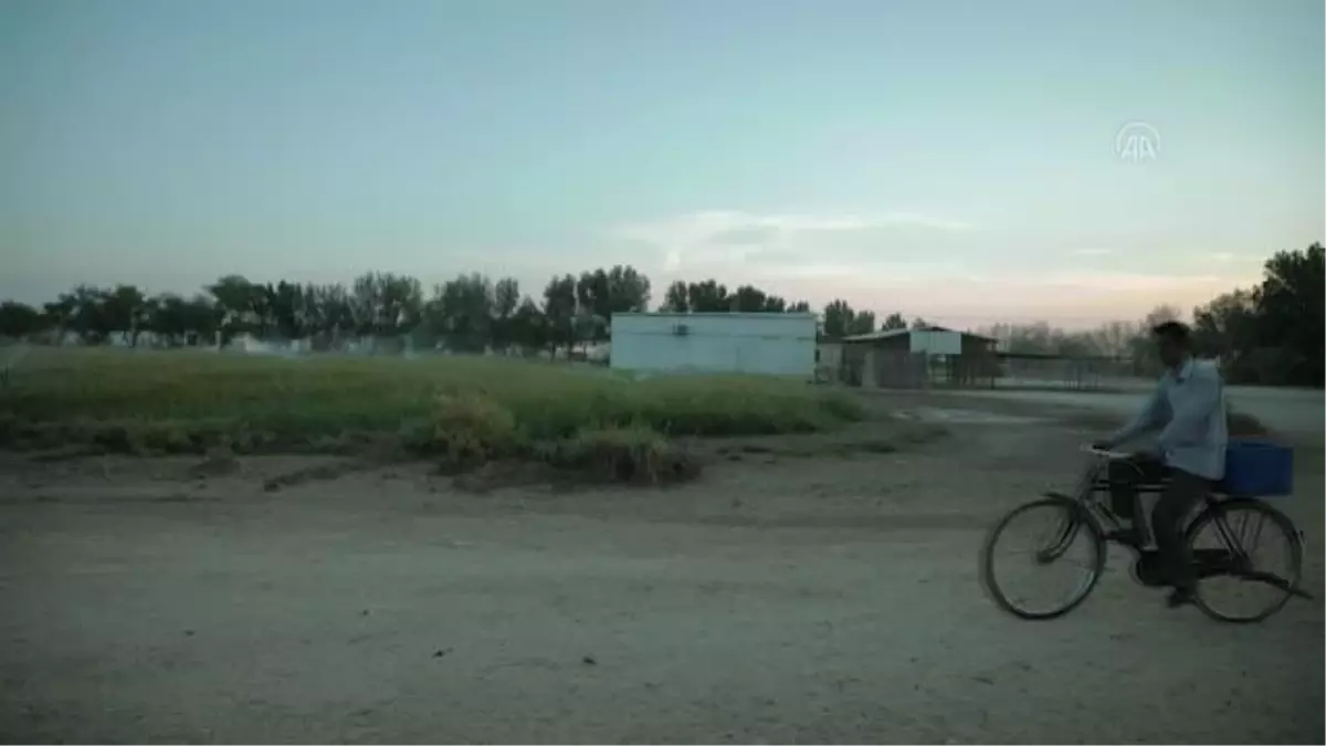 Katar'da çölün ortasında kurulan çiftlik turistler için cazibe merkezine dönüştü